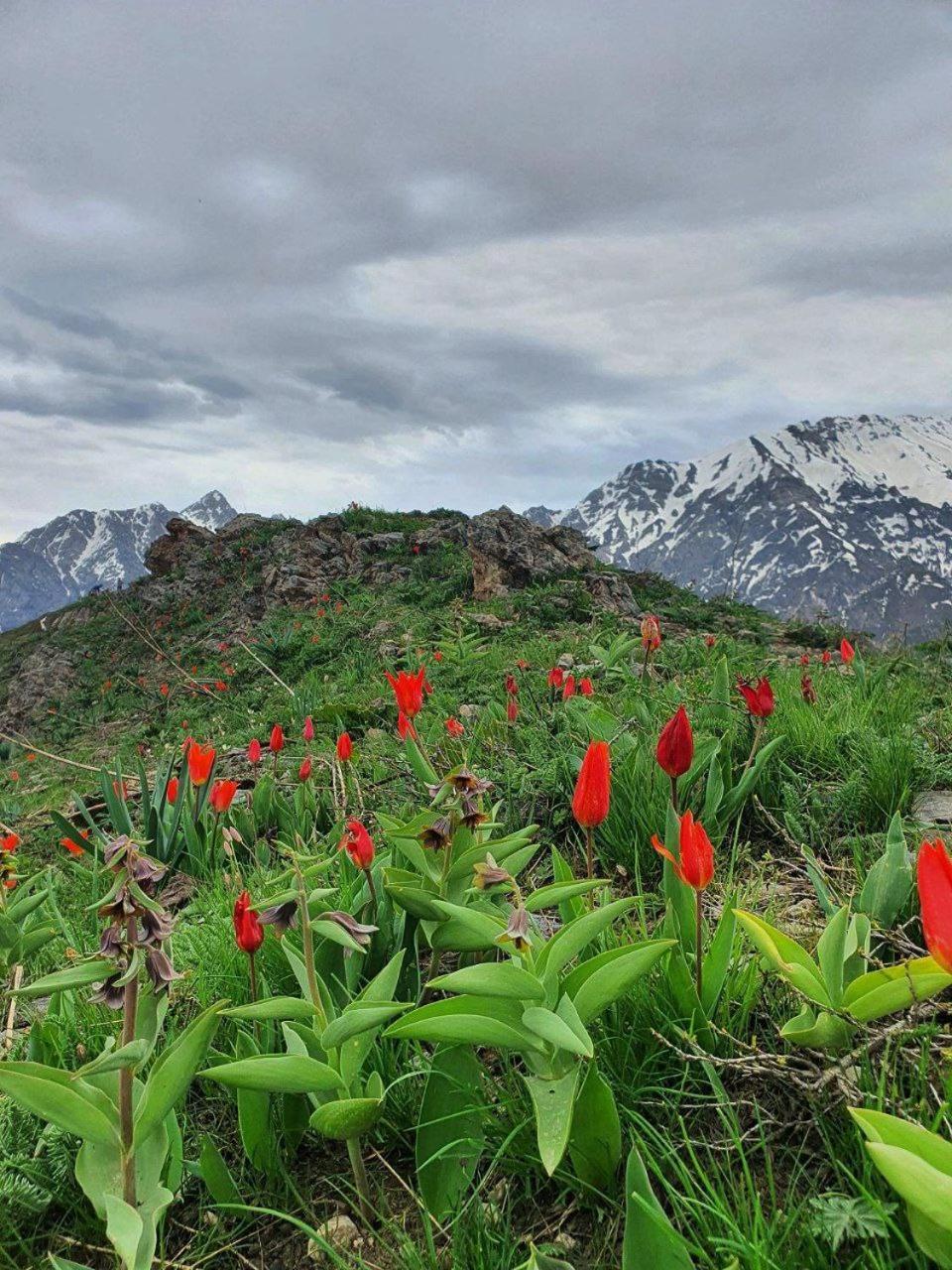 Archazor Mountain Resort Chimgan Kültér fotó
